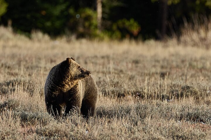 Young Grizzly Enjoying the Sunset